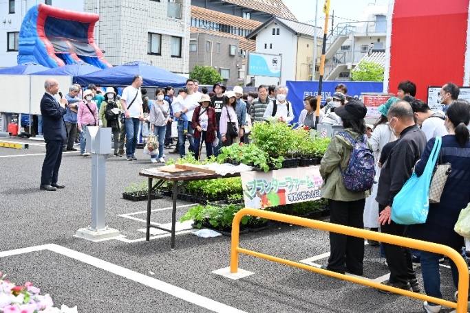 野菜苗・わらびの草花『ニチニチ草』1