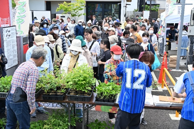 野菜苗・わらびの草花『ニチニチ草』2