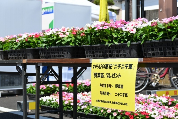 野菜苗・わらびの草花『ニチニチ草』3