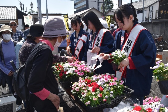 野菜苗・わらびの草花『ニチニチ草』4
