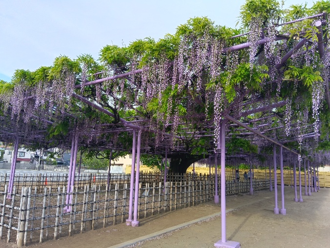 三学院・藤棚公開1