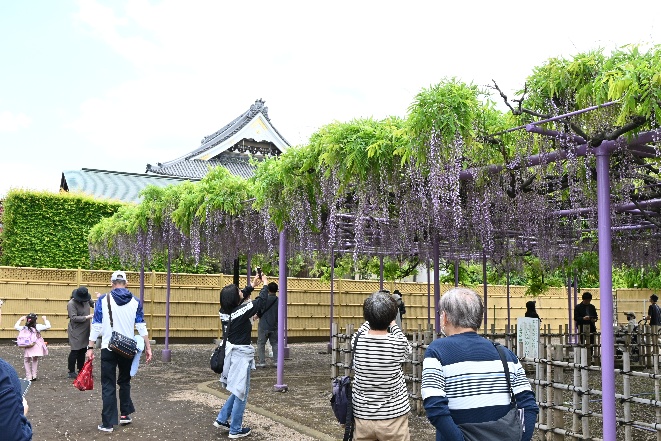 三学院・藤棚公開2