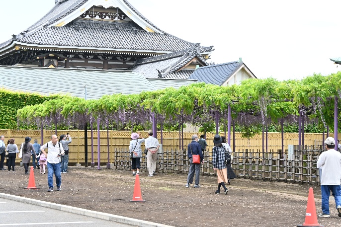 三学院・藤棚公開3