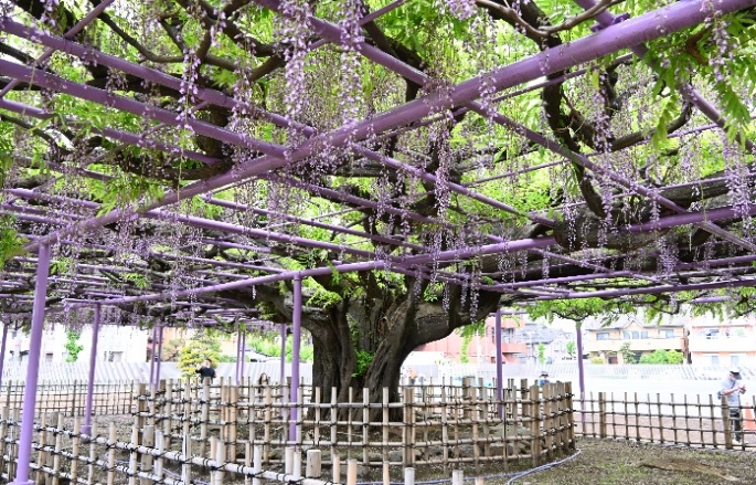 三学院・藤棚公開4